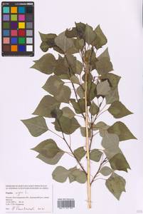 Populus nigra L., Eastern Europe, Lower Volga region (E9) (Russia)