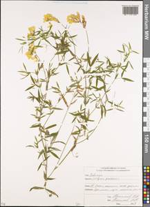Lathyrus pratensis L., Caucasus, South Ossetia (K4b) (South Ossetia)