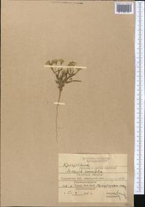 Senecio glaucus subsp. coronopifolius (Maire) C. Alexander, Middle Asia, Karakum (M6) (Turkmenistan)