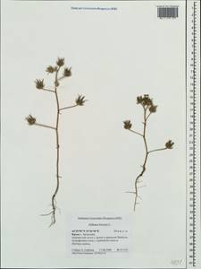 Althaea hirsuta L., Crimea (KRYM) (Russia)