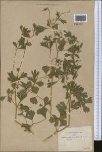 Apium graveolens L., Middle Asia, Syr-Darian deserts & Kyzylkum (M7) (Uzbekistan)