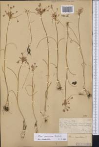 Allium praescissum Rchb., Middle Asia, Muyunkumy, Balkhash & Betpak-Dala (M9) (Kazakhstan)