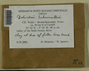 Ditrichum heteromallum (Hedw.) E. Britton, Bryophytes, Bryophytes - Western Europe (BEu) (United Kingdom)