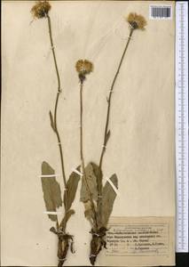 Trommsdorffia maculata (L.) Bernh., Middle Asia, Northern & Central Kazakhstan (M10) (Kazakhstan)