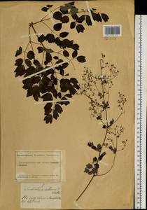 Thalictrum minus subsp. minus, Siberia, Altai & Sayany Mountains (S2) (Russia)