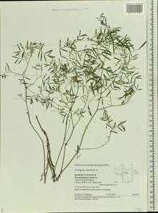 Astragalus arenarius L., Eastern Europe, Central region (E4) (Russia)