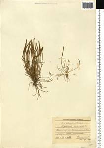 Myosurus minimus L., Eastern Europe, North-Western region (E2) (Russia)