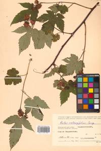 Rubus crataegifolius Bunge, Siberia, Russian Far East (S6) (Russia)