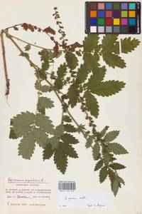 Agrimonia procera Wallr., Eastern Europe, Central region (E4) (Russia)