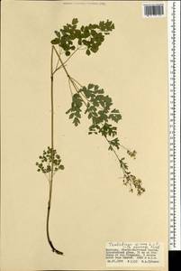 Thalictrum minus subsp. elatum (Jacq.) Stoj. & Stef., Mongolia (MONG) (Mongolia)