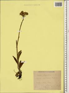 Tephroseris cladobotrys subsp. subfloccosa (Schischk.) Greuter, Caucasus, Krasnodar Krai & Adygea (K1a) (Russia)