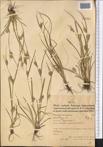 Carex secalina Willd. ex Wahlenb., Middle Asia, Northern & Central Kazakhstan (M10) (Kazakhstan)