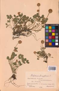 Trifolium fragiferum L., Eastern Europe, Central forest-and-steppe region (E6) (Russia)