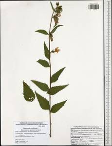 Campanula trachelium L., Eastern Europe, Central region (E4) (Russia)