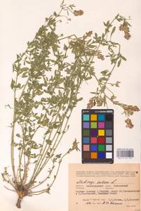 Medicago sativa L., Eastern Europe, Lower Volga region (E9) (Russia)