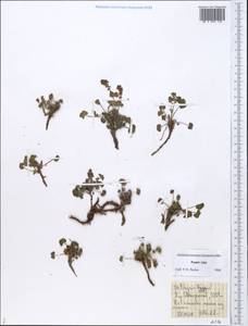 Oxyria digyna (L.) Hill, Middle Asia, Pamir & Pamiro-Alai (M2) (Tajikistan)