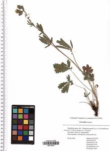 Potentilla recta L., Eastern Europe, Eastern region (E10) (Russia)