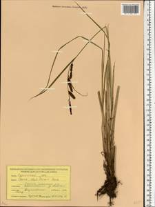 Carex acutiformis Ehrh., Eastern Europe, Belarus (E3a) (Belarus)