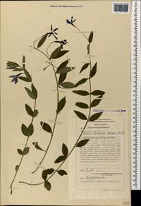 Vinca herbacea Waldst. & Kit., Caucasus, Stavropol Krai, Karachay-Cherkessia & Kabardino-Balkaria (K1b) (Russia)