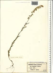 Polygala comosa Schkuhr, Caucasus, Stavropol Krai, Karachay-Cherkessia & Kabardino-Balkaria (K1b) (Russia)