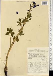 Delphinium cheilanthum Fisch. ex DC., Mongolia (MONG) (Mongolia)