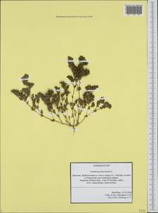 Frankenia pulverulenta, Caucasus, Dagestan (K2) (Russia)