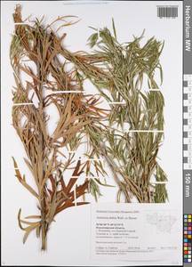 Artemisia dubia Wall. ex Besser, Eastern Europe, Central region (E4) (Russia)