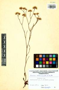 Limonium aureum (L.) Chaz., Siberia, Baikal & Transbaikal region (S4) (Russia)