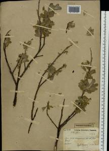 Salix glauca L., Eastern Europe, Northern region (E1) (Russia)