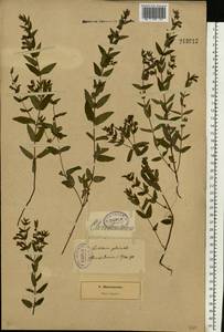 Scutellaria galericulata L., Eastern Europe, North-Western region (E2) (Russia)