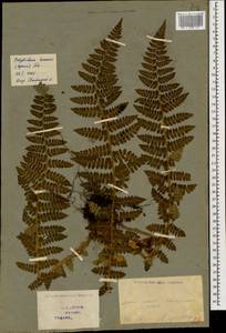 Polystichum braunii (Spenn.) Fée, Caucasus, Georgia (K4) (Georgia)