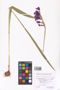 Gladiolus imbricatus L., Eastern Europe, Central forest-and-steppe region (E6) (Russia)