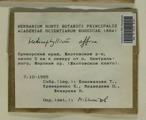 Heterophyllium nemorosum (W.D.J. Koch ex Brid.) Kindb., Bryophytes, Bryophytes - Russian Far East (excl. Chukotka & Kamchatka) (B20) (Russia)