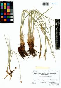 Carex erawinensis Korotky, Siberia, Baikal & Transbaikal region (S4) (Russia)