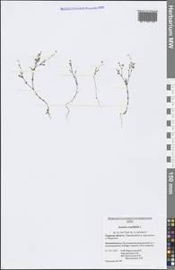 Arenaria serpyllifolia L., Eastern Europe, North-Western region (E2) (Russia)