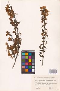 Cytisus scoparius (L.) Link, Eastern Europe, Belarus (E3a) (Belarus)