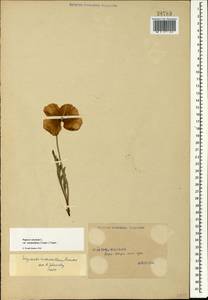 Papaver lateritium subsp. monanthum (Trautv.) Kadereit, Caucasus, Georgia (K4) (Georgia)