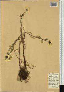 Tripleurospermum hookeri Sch. Bip., Siberia, Central Siberia (S3) (Russia)