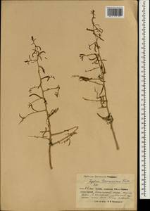 Lycium depressum subsp. depressum, South Asia, South Asia (Asia outside ex-Soviet states and Mongolia) (ASIA) (China)