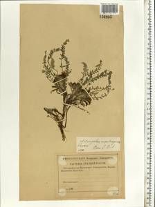 Astragalus rupifragus Pall., Eastern Europe, Lower Volga region (E9) (Russia)