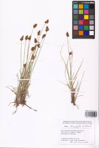 Carex stenophylla Wahlenb., Eastern Europe, Lower Volga region (E9) (Russia)