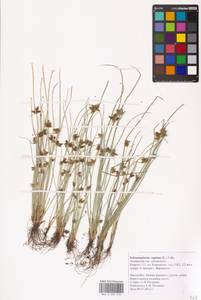 Schoenoplectiella supina (L.) Lye, Eastern Europe, Central forest-and-steppe region (E6) (Russia)