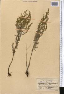 Artemisia glauca Pall. ex Willd., Middle Asia, Northern & Central Kazakhstan (M10) (Kazakhstan)