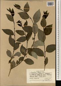 Populus talassica Kom., South Asia, South Asia (Asia outside ex-Soviet states and Mongolia) (ASIA) (Afghanistan)