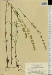 Silene borysthenica (Gruner) Walters, Eastern Europe, Central region (E4) (Russia)