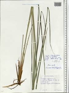 Carex acuta L., Eastern Europe, Belarus (E3a) (Belarus)