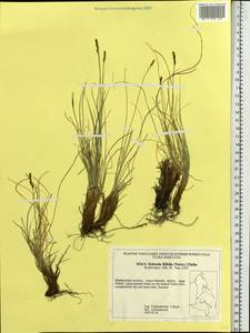 Carex macroprophylla (Y.C.Yang) S.R.Zhang, Siberia, Russian Far East (S6) (Russia)