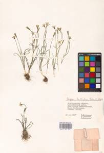 Gagea bulbifera (Pall.) Salisb., Eastern Europe, Lower Volga region (E9) (Russia)