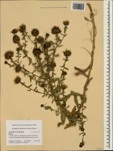 Grindelia squarrosa (Pursh) Dunal, Crimea (KRYM) (Russia)