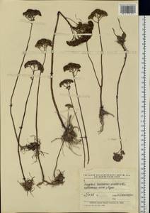 Hylotelephium telephium (L.) H. Ohba, Eastern Europe, Middle Volga region (E8) (Russia)